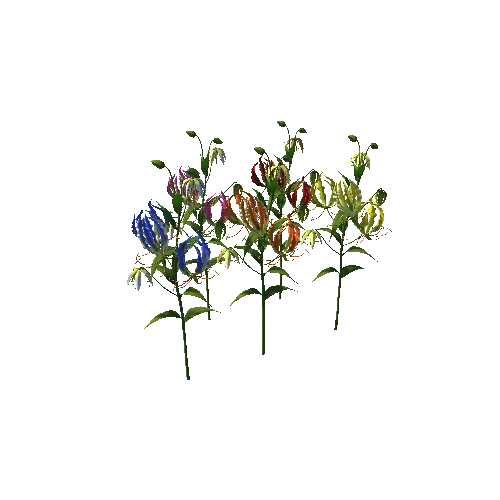 Flower Gloriosa